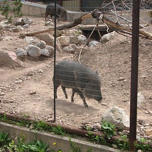 Discoveryland Woodland Edge - Chacoan Peccary