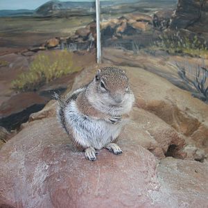 Discoveryland Desert Canyon - Harris Antelope Squirrel