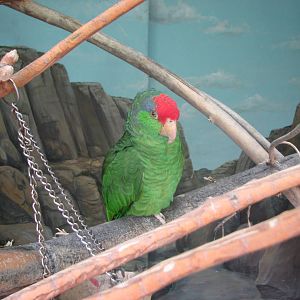 Discoveryland Desert Canyon - Lilac-crowned Amazon