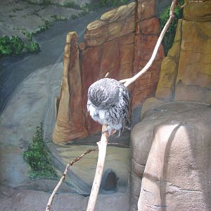 Discoveryland Desert Canyon - Eastern Screech Owl