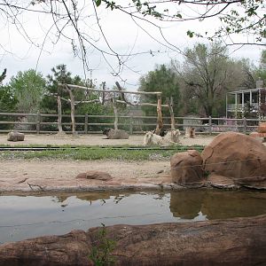 Discoveryland Desert Canyon - Navajo Sheep and Angora Goat Exhibit