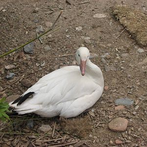 Discoveryland Marsh - Snow Goose