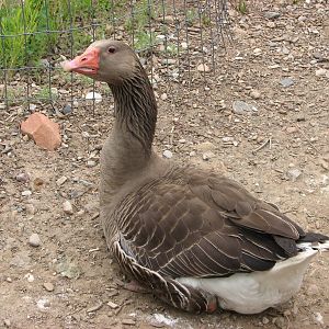 Discoveryland Marsh - Graylag Goose