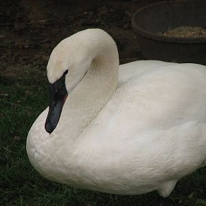 Discoveryland Marsh - Trumpeter Swan