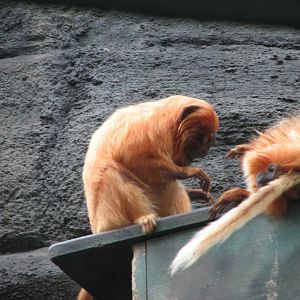 Primate Forest and Exhibition Hall
