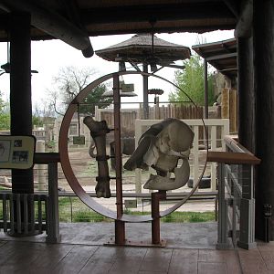 Elephant Encounter - Interpretive Displays and Central Yard