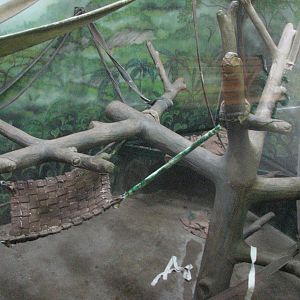 Great Ape House - Orangutan Indoor Exhibit