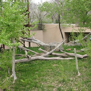 Great Ape House - Orangutan Yard