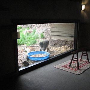 Asian Highlands - Snow Leopard