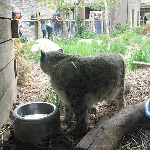 Asian Highlands - Snow Leopard