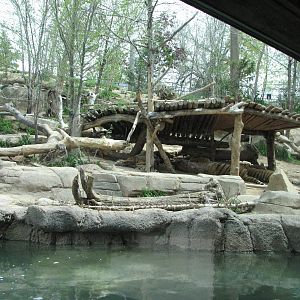 Asian Highlands - Amur Tiger Exhibit