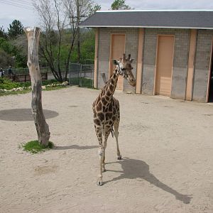 Giraffe House
