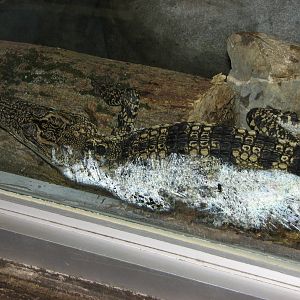 Small Animal Building - Juvenile Siamese Crocodile