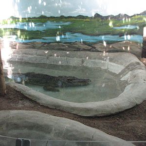 Small Animal Building - Siamese Crocodile Exhibit