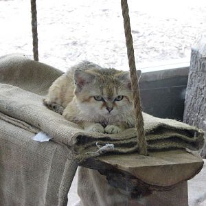 Small Animal Building - Sand Cat
