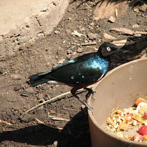 Small Animal Building - Superb Starling