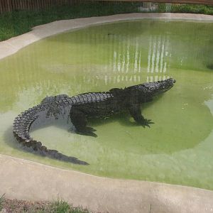 Small Animal Building - Siamese Crocodile
