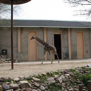 Giraffe House