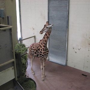 Giraffe House