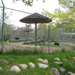 Giraffe House - Ostrich Yard