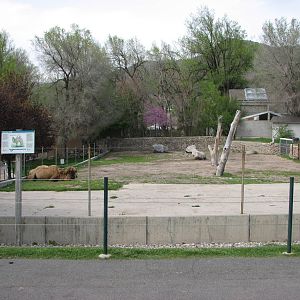 Bactrian Camel Exhibit