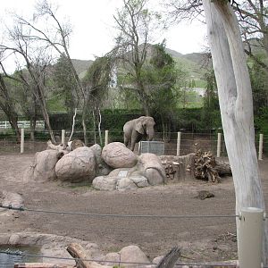 Elephant Encounter - East Yard