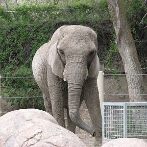 Elephant Encounter - East Yard