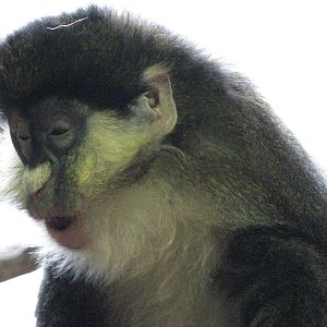 Primate House - Schmidt's Spot-nosed Guenon
