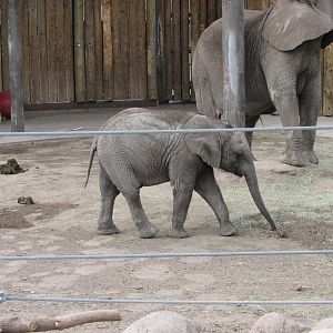 Elephant Encounter - Central Yard