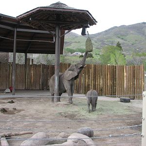 Elephant Encounter - Central Yard