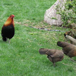 Free Roaming Junglefowl