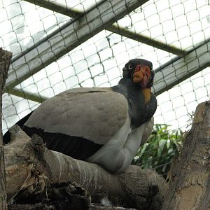 Living Links - King Vulture
