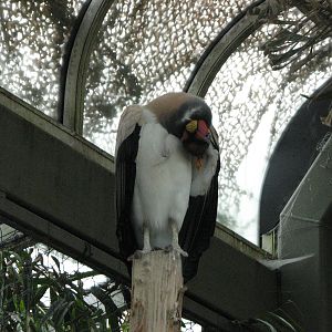 Living Links - King Vulture