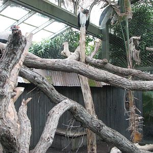 Living Links - King Vulture Exhibit