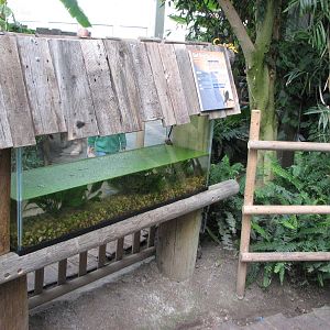 Living Links - Giant Water Bug Exhibit