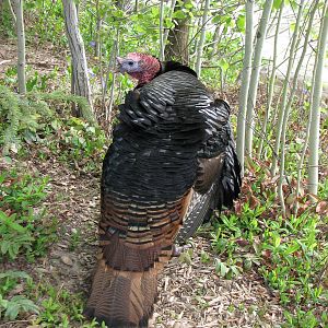 Eastern Wild Turkey