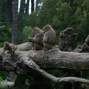 Baboon Troop with Baby - Auckland Zoo April 2011