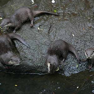 Small-clawed Otters - Auckland Zoo April 2011