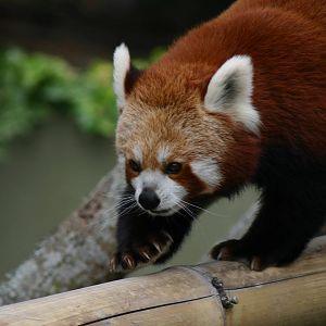 Sagar, Red Panda - Auckland Zoo April 2011
