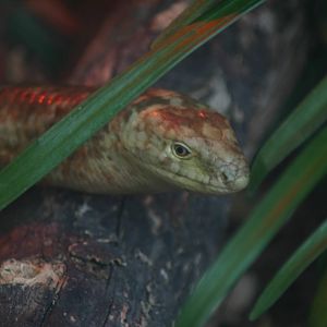 Scheltopusik - Auckland Zoo April 2011