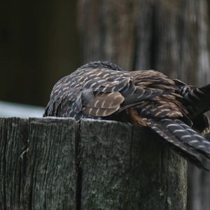 Dead NZ Falcon - Otorohanga Kiwi House April 2011