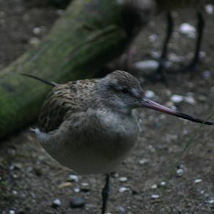 Eastern Bar-tailed Godwit - Otorohanga Kiwi House April 2011
