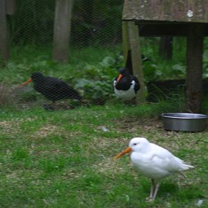The Variability of Variable Oystercatchers - Otorohanga Kiwi House April 20