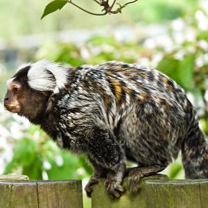 Common Marmoset