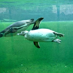 Humboldt Penguins Viewing Window