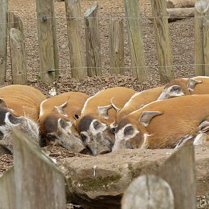 Red River Hogs