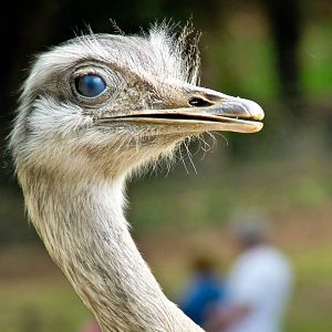 Juvenile Rhea