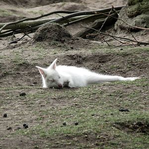 Bennets Wallabies - Albino joey