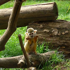 Squirrel Monkey