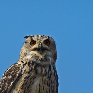 Turkmenian Eagle Owl
